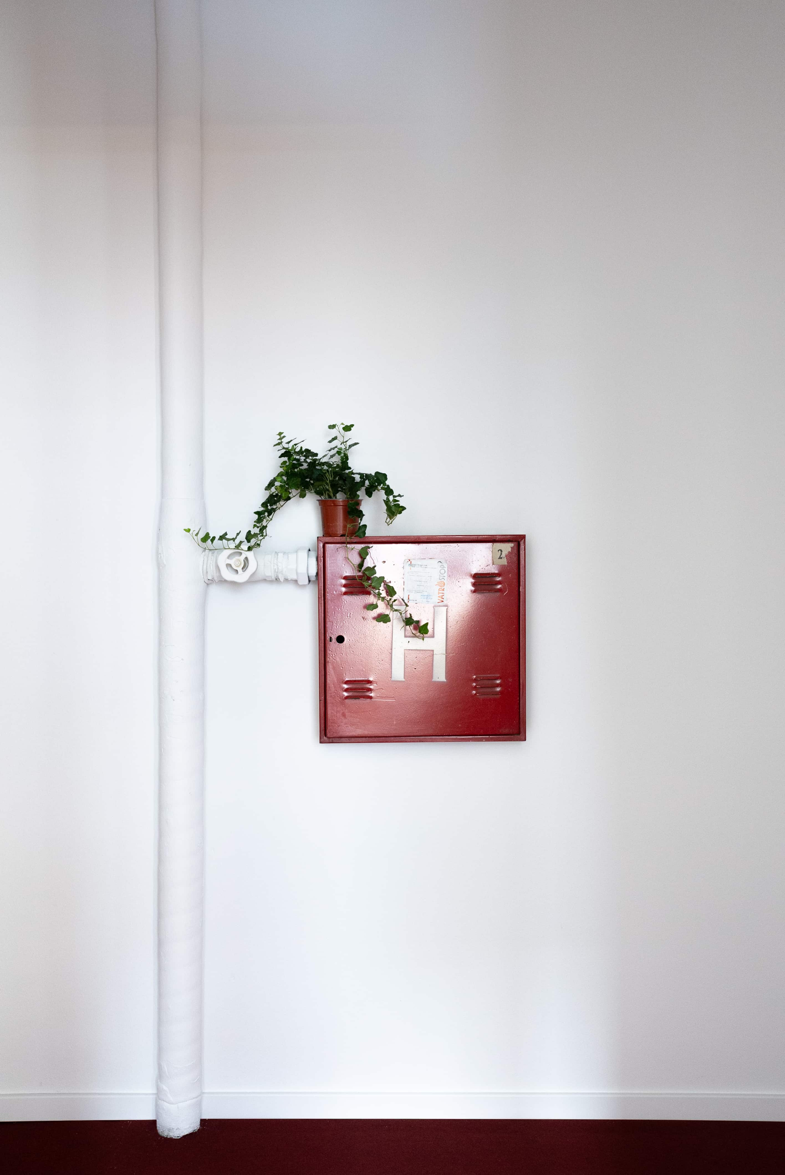 close-up of flowers on vine