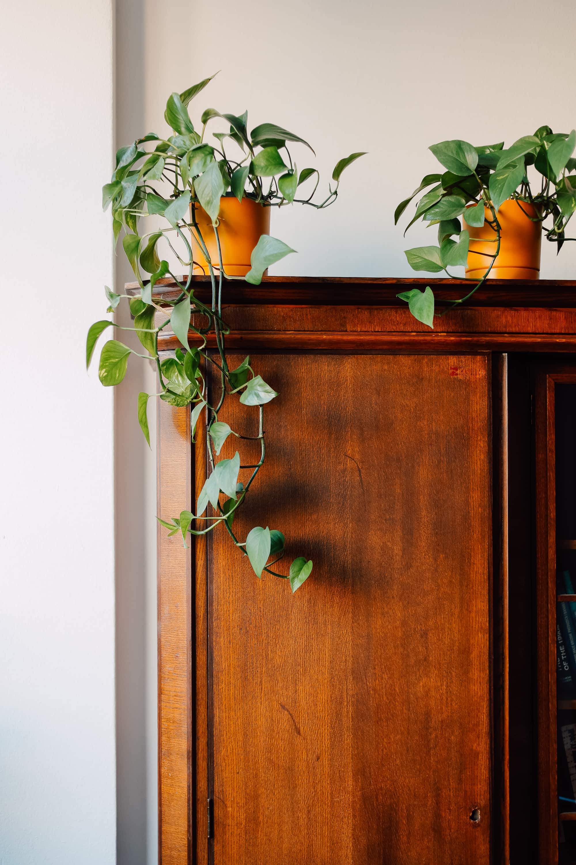 close-up of green plant